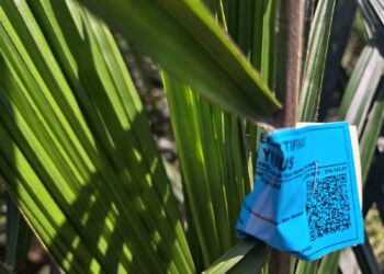 7 Alasan Mengapa Harus Menggunakan Bibit Kelapa Sawit yang Baik dan Bersertifikat