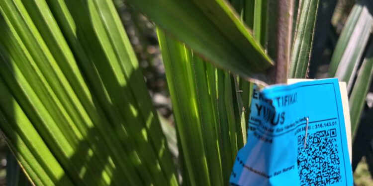 7 Alasan Mengapa Harus Menggunakan Bibit Kelapa Sawit yang Baik dan Bersertifikat