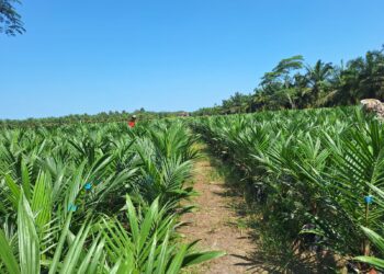 7 Alasan Mengapa Harus Menggunakan Bibit Kelapa Sawit yang Baik dan Bersertifikat