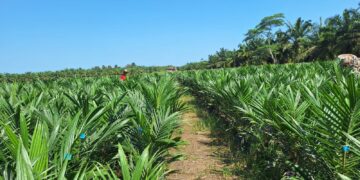 7 Alasan Mengapa Harus Menggunakan Bibit Kelapa Sawit yang Baik dan Bersertifikat
