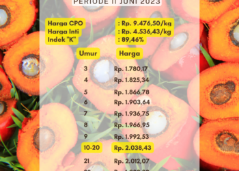 Harga TBS Sumsel Periode 2 Juni 2023