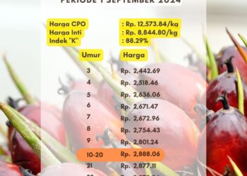 Harga TBS Sumsel Periode 1 September 2024